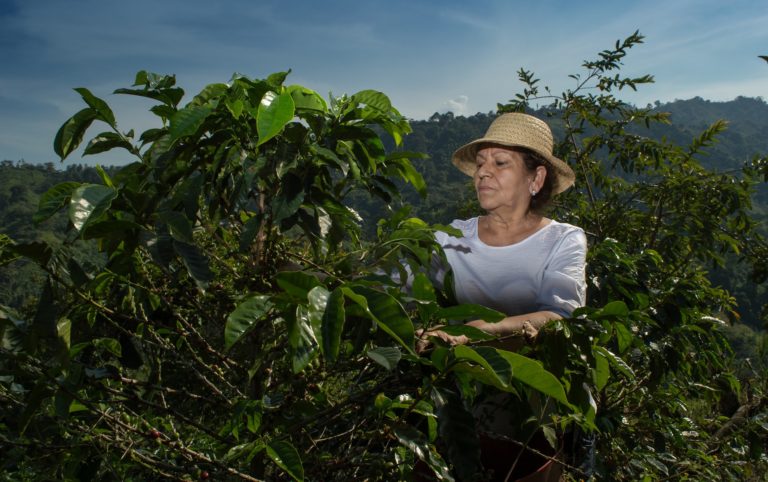 green coffee beans picking